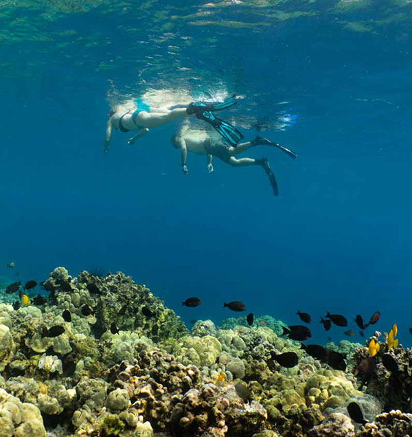 categories_0010_Best snorkeling on big island 1